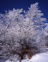 en träd täckt i snö med en blå himmel foto