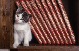 en katt Sammanträde på en hylla Nästa till en stack av böcker foto