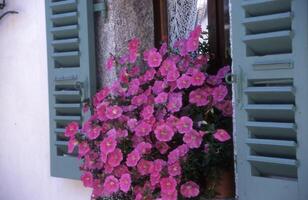en fönster med rosa blommor i den foto