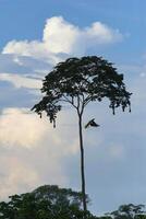 naken oropendola flygande under nesting träd i amazon tropisk regn skog, rio colorado, peruvian amazon, peru foto