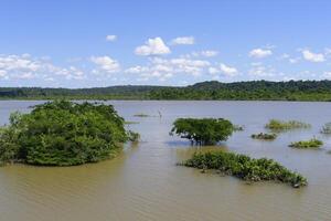 översvämmad skog längs de amana flod, amazonas stat, Brasilien foto