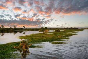 laguna på soluppgång, amazonas stat, Brasilien foto