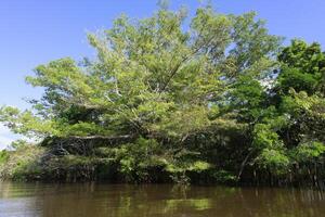 översvämmad skog, amazonas stat, Brasilien foto