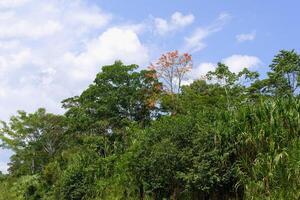 amazon tropisk regn skog längs de rio colorado, peruvian amazon, peru foto