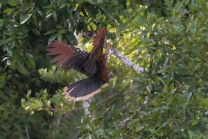 hoatzin eller andean sothöna, opisthocomus hoazin, i flyg, manu nationell parkera moln skog, peru foto