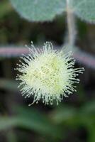 passiflora foetida blomma, Amazon regnskog, amazonas stat, Brasilien foto