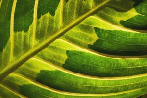 närbild av en skön texturerad maranta blad. foto