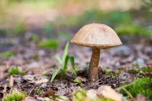 leccinum versipelle svamp i höstskog. bolete i orange björk. ätbar hälsosam måltid. foto