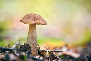 leccinum versipelle svamp. orange björk bolete i höst skog. säsongsbetonad samling av matsvampar foto