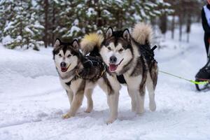 slädhundkapplöpning. husky slädhundar team i sele köra och dra hundförare. Vintersportmästerskapstävling. foto