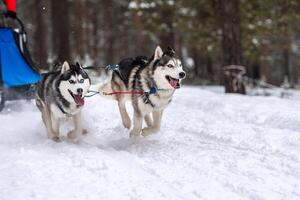 slädhundkapplöpning. husky slädhundar team i sele köra och dra hundförare. Vintersportmästerskapstävling. foto