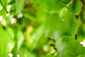 vindruvsblad. gröna vinblad på solig septemberdag i vingården. snart höst skörd av druvor för att göra vin, sylt och juice. foto