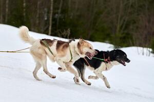 kör husky hund på slädhund racing foto