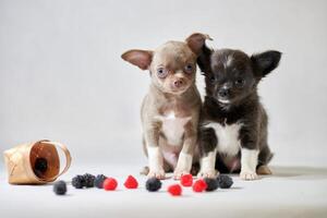 två söt chihuahua hundar valp. rolig liten kort hår hundar. framställning för en hund visa foto