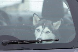 ledsen och rolig siberian husky hund i bil, sött husdjur. hund som väntar på promenader innan slädhundsträning och ras. foto
