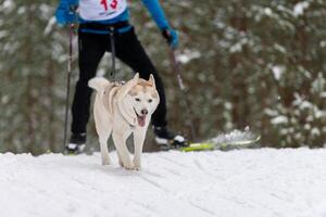 slädhundkapplöpning. husky slädhundar team i sele köra och dra hundförare. Vintersportmästerskapstävling. foto