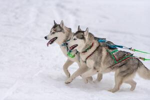 slädhundkapplöpning. husky slädhundar team i sele köra och dra hundförare. Vintersportmästerskapstävling. foto