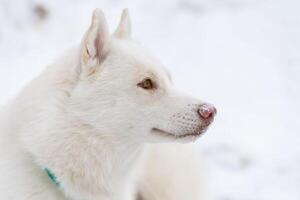 husky hund porträtt, vinter snöig bakgrund. roligt husdjur på promenader innan slädhundsträning. foto