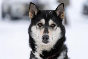 husky hund porträtt, vinter snöig bakgrund. roligt husdjur på promenader innan slädhundsträning. foto