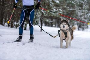 slädhundskörning. husky slädhund dra hundförare. idrottsmästerskapstävling. foto