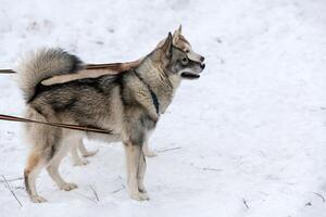 husky hundar på binda ut kabel, väntar på slädhund ras, vinter bakgrund. några vuxna husdjur före sporttävling. foto