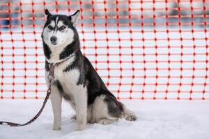 sibirisk hes hund på koppel, väntar för kälke hund lopp, orange Spår staket bakgrund. vuxen stark sällskapsdjur innan sport konkurrens. foto