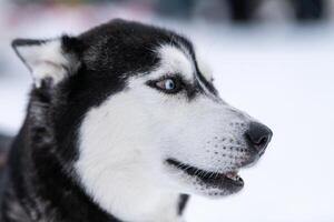 rolig husky hund porträtt, vinter snöig bakgrund. snällt lydigt husdjur på promenader innan slädhundsträning. vackra blå ögon. foto