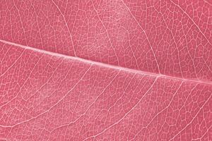 makro blad textur rosa röd färgade med skön lättnad facture av växt, stänga upp makro Foto