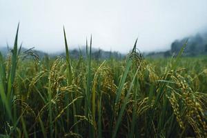 ris och risfält på en regnig dag