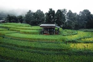 ris och risfält på en regnig dag