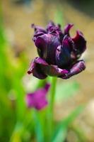 vacker färsk svart tulpan under våren foto