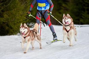 skijoring hundsport racing foto