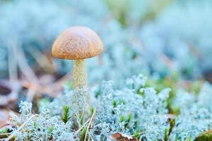 liten leccinum versipelle svamp i mossa lav cladonia rangiferina. skön orange björk bultad i höst skog. foto