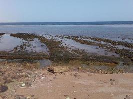 röda havet i den egyptiska semesterorten Sharm el Sheikh foto