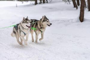 slädhundkapplöpning. husky slädhundar team i sele köra och dra hundförare. Vintersportmästerskapstävling. foto