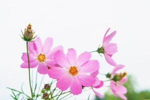 färgglada kosmos blommor på en bakgrund av sommarlandskap. foto