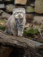 porträtt av manul i Zoo foto