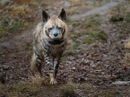 porträtt av arab randig hyena foto