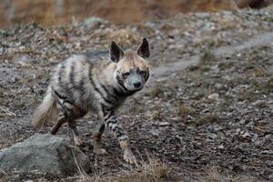 porträtt av arab randig hyena foto