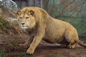 porträtt av lejon i Zoo foto
