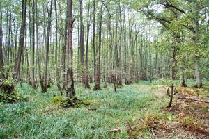 se in i en lövfällande skog med gräsbevuxen skog golv. från en natur parkera foto