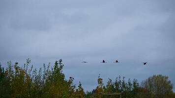 två kranar flyga över träd i en skog. flyttande fåglar på de darss. baltic hav. foto