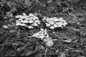 en grupp av svamp i de skog på de skog golv. mossa, tall nålar. foto