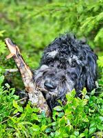 porträtt av en goldendoodle . de hund är liggande i de skog mellan blåbär buskar foto