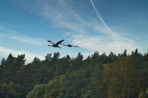 två kranar flyga över träd i en skog. flyttande fåglar på de darss. baltic hav. foto