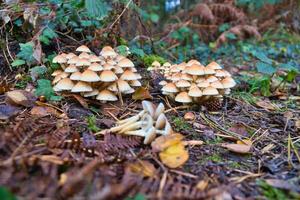 en grupp av svamp i de skog på de skog golv. mossa, tall nålar. foto