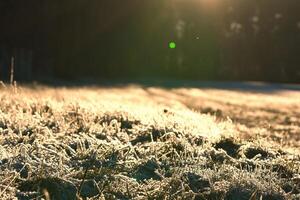 upplyst förbi de Sol från frost med is kristaller på gräs i en äng. skog foto