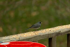 detta söt liten mörkögd junco var uppflugen på detta trä- brun räcke. de liten fågel kom i för några fågelfrö. några ring upp detta avian en snöfågel. jag kärlek hans mörk kropp med vit fjädrar. foto