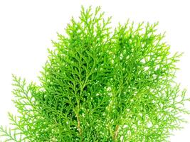 grön blad av chimese tuja foto