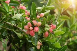 frukt av bengal vinbär. foto